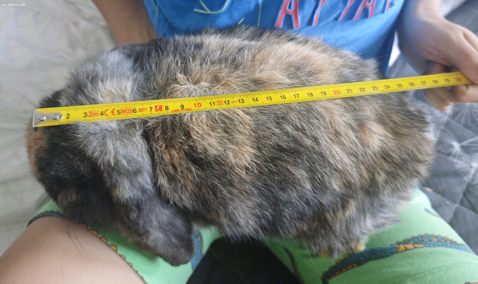 Zajacik barancek -kralik minilop/NHD. Dobry den. Uz dospely, ale mladucky hnedooky samcek (vek asi pol roka) si hlada novy domov. Ma cca 1,4 kg, priblizne 30cm - zavisi ako je natiahnuty, resp. schuleny). Uz viac nenarastie.